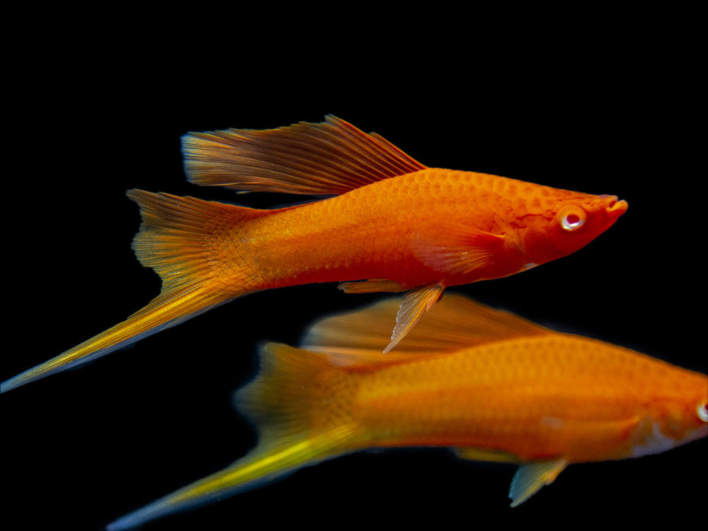 Red Eye Blood Red Hi Fin Swordtail (Xiphophorus helleri) - Tank-Bred!