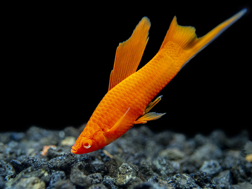 Red Eye Blood Red Hi Fin Swordtail (Xiphophorus helleri) - Tank-Bred!