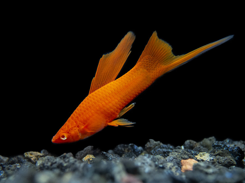 Red Eye Blood Red Hi Fin Swordtail (Xiphophorus helleri) - Tank-Bred!