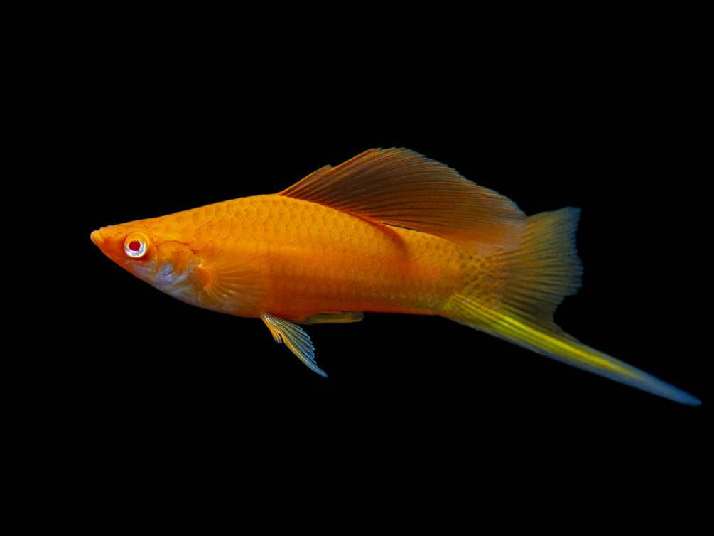 Red Eye Blood Red Hi Fin Swordtail (Xiphophorus helleri) - Tank-Bred!