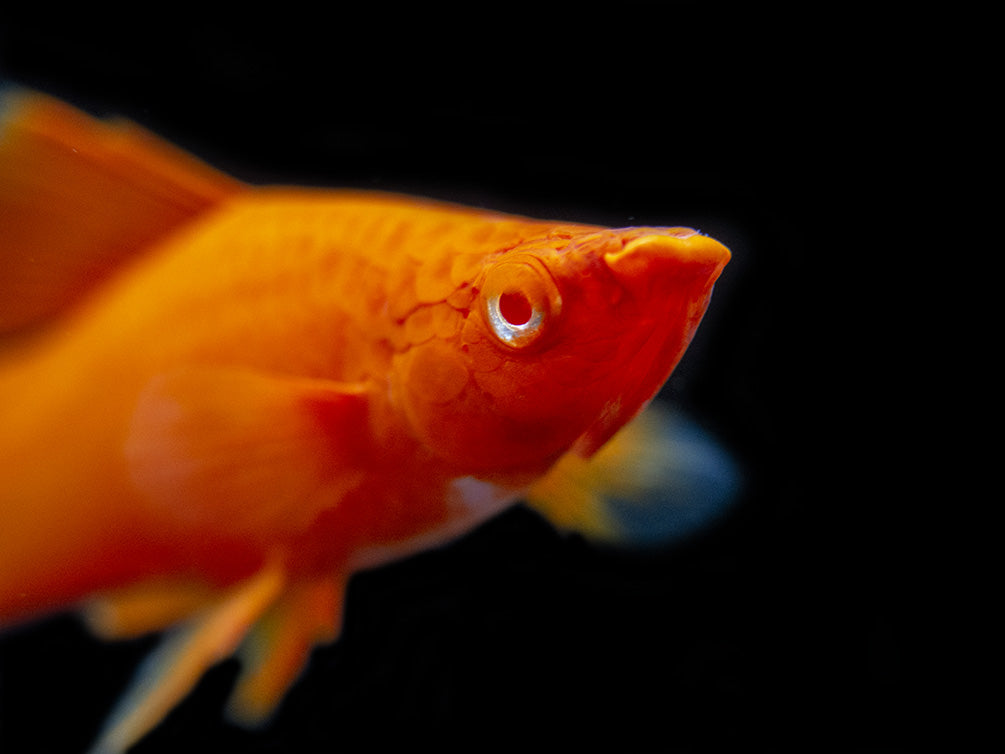 Red Eye Blood Red Hi Fin Swordtail (Xiphophorus helleri) - Tank-Bred!