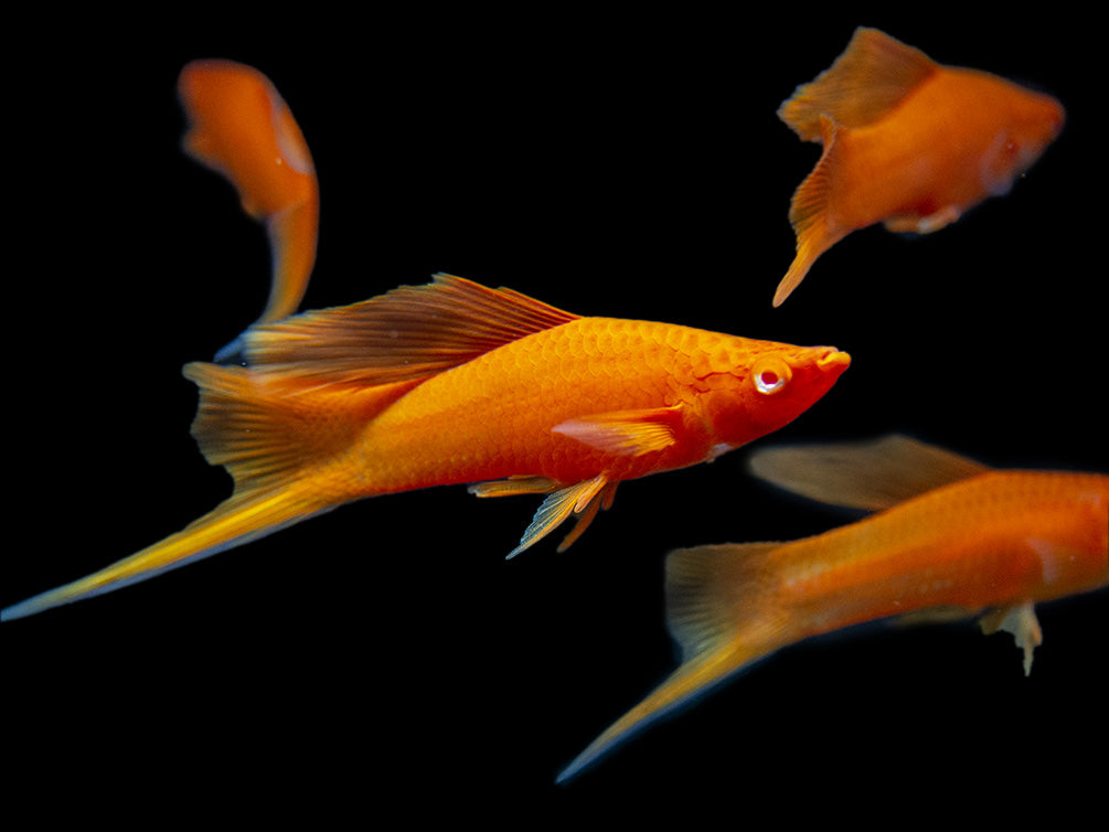 Red Eye Blood Red Hi Fin Swordtail (Xiphophorus helleri) - Tank-Bred!