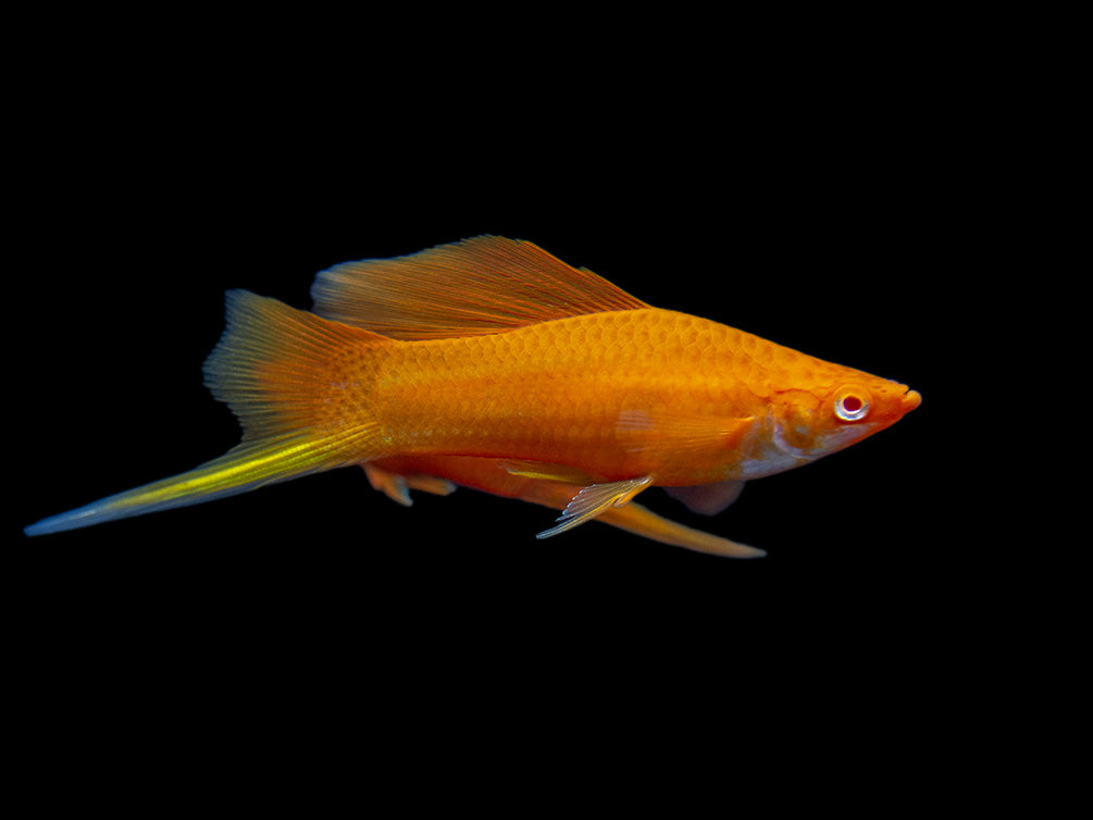 Red Eye Blood Red Hi Fin Swordtail (Xiphophorus helleri) - Tank-Bred!