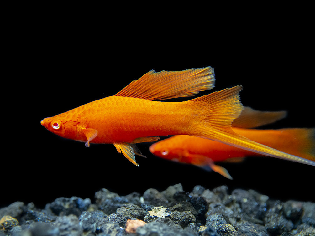 Red Eye Blood Red Hi Fin Swordtail (Xiphophorus helleri) - Tank-Bred!