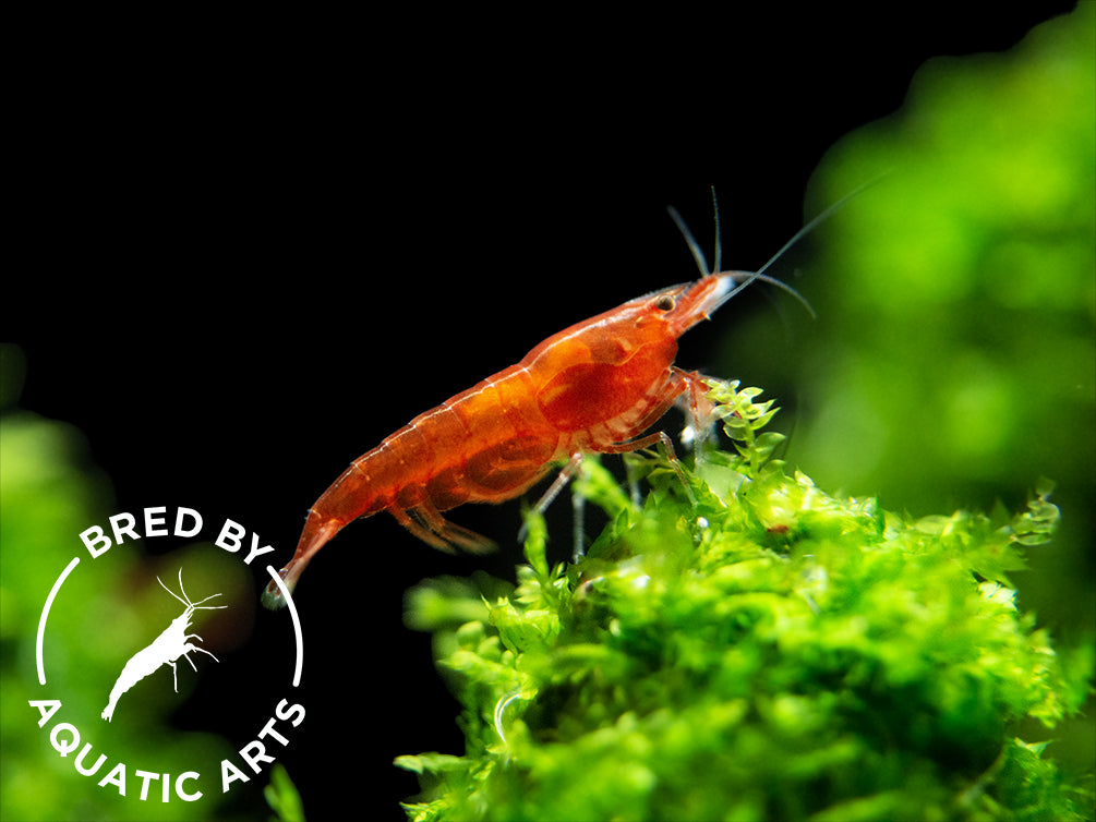 Bloody Mary Shrimp (Neocaridina davidi), BREDBY: Aquatic Arts on moss plant