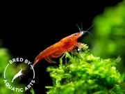 Bloody Mary Shrimp (Neocaridina davidi), BREDBY: Aquatic Arts on moss plant