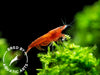 Bloody Mary Shrimp (Neocaridina davidi), BREDBY: Aquatic Arts