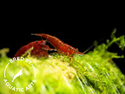 Bloody Mary Shrimp (Neocaridina davidi), BREDBY: Aquatic Arts on moss tubes
