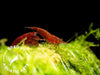 Bloody Mary Shrimp (Neocaridina davidi), BREDBY: Aquatic Arts