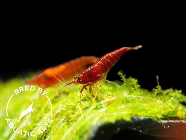 Bloody Mary Shrimp (Neocaridina davidi), BREDBY: Aquatic Arts easy to breed