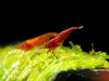 Bloody Mary Shrimp (Neocaridina davidi), BREDBY: Aquatic Arts