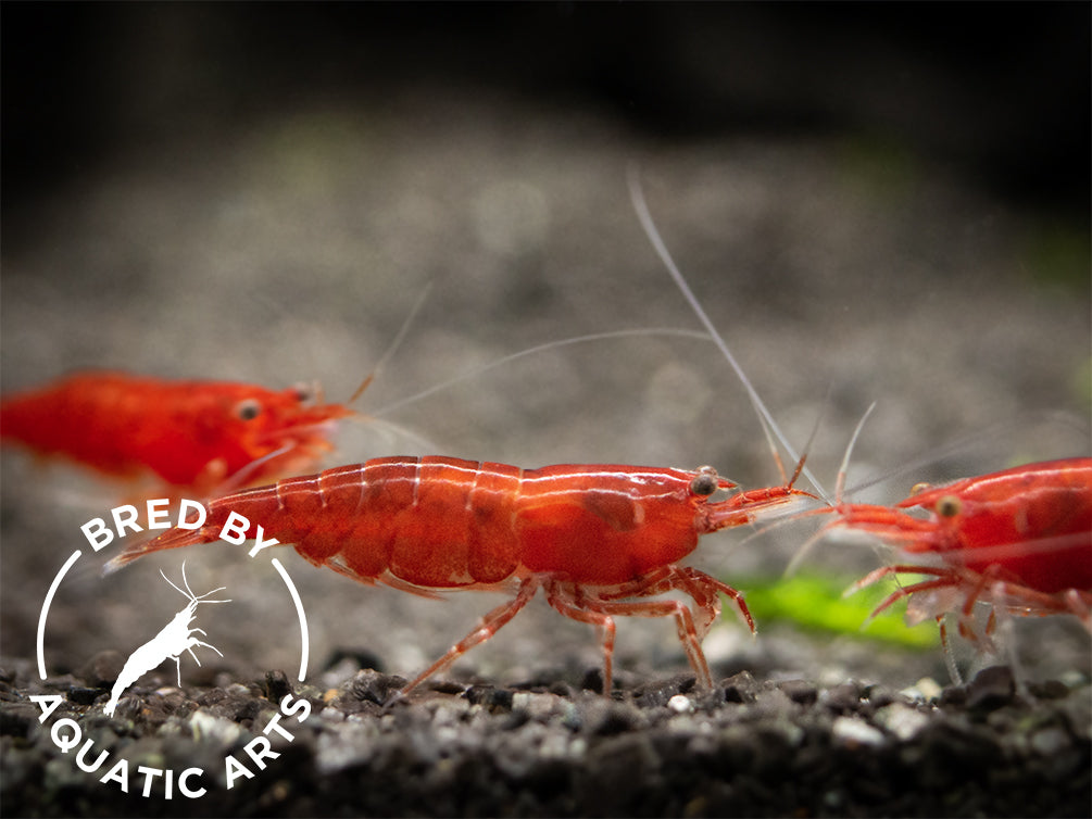 10+2 Dark Bloody Mary Freshwater Neocaridina Shrimp – Live Arrival Guarantee