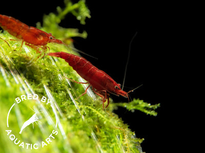 Bloody Mary Shrimp (Neocaridina davidi), BREDBY: Aquatic Arts grazing on moss