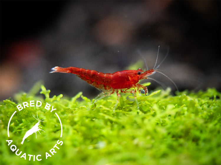 Bloody Mary Shrimp (Neocaridina davidi), BREDBY: Aquatic Arts young juv.