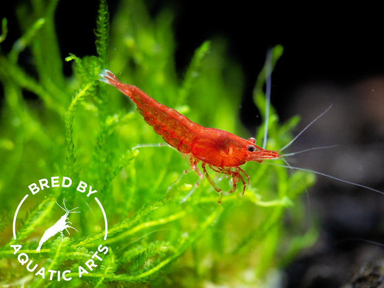 Bloody Mary Shrimp (Neocaridina davidi), BREDBY: Aquatic Arts, dark red color