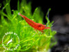 Bloody Mary Shrimp (Neocaridina davidi), BREDBY: Aquatic Arts
