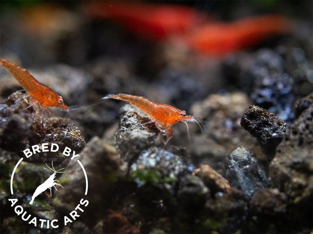 20+2 Bloody Mary Neocaridina Freshwater Shrimp - Live Arrival Guarantee