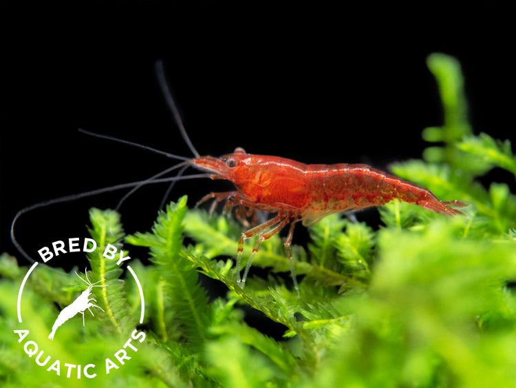 Bloody Mary Shrimp (Neocaridina davidi), BREDBY: Aquatic Arts, grazing on best food