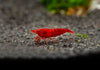Bloody Mary Shrimp Breeder Combo Box
