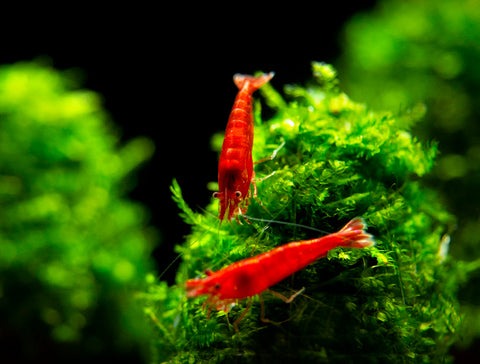 Crystal Red and Black Shrimp Combo Box