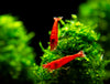 Bloody Mary Shrimp Breeder Combo Box