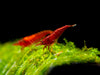 Bloody Mary Shrimp Breeder Combo Box
