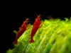Bloody Mary Shrimp Breeder Combo Box