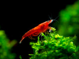 Bloody Mary Shrimp (Neocaridina davidi), Tank-Bred!