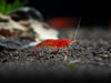 Bloody Mary Shrimp (Neocaridina davidi), Tank-Bred!