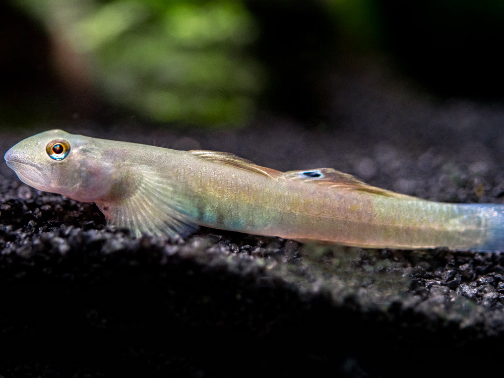 Blue Belly Red Goby (Lentipes ikeae)