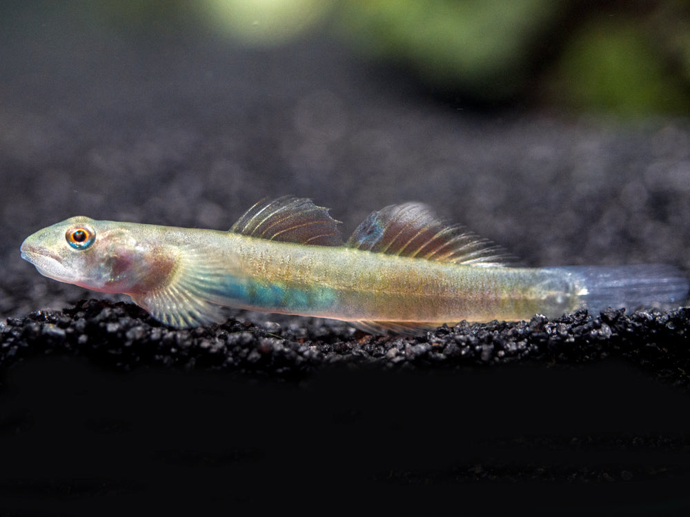 Blue Belly Red Goby (Lentipes ikeae)