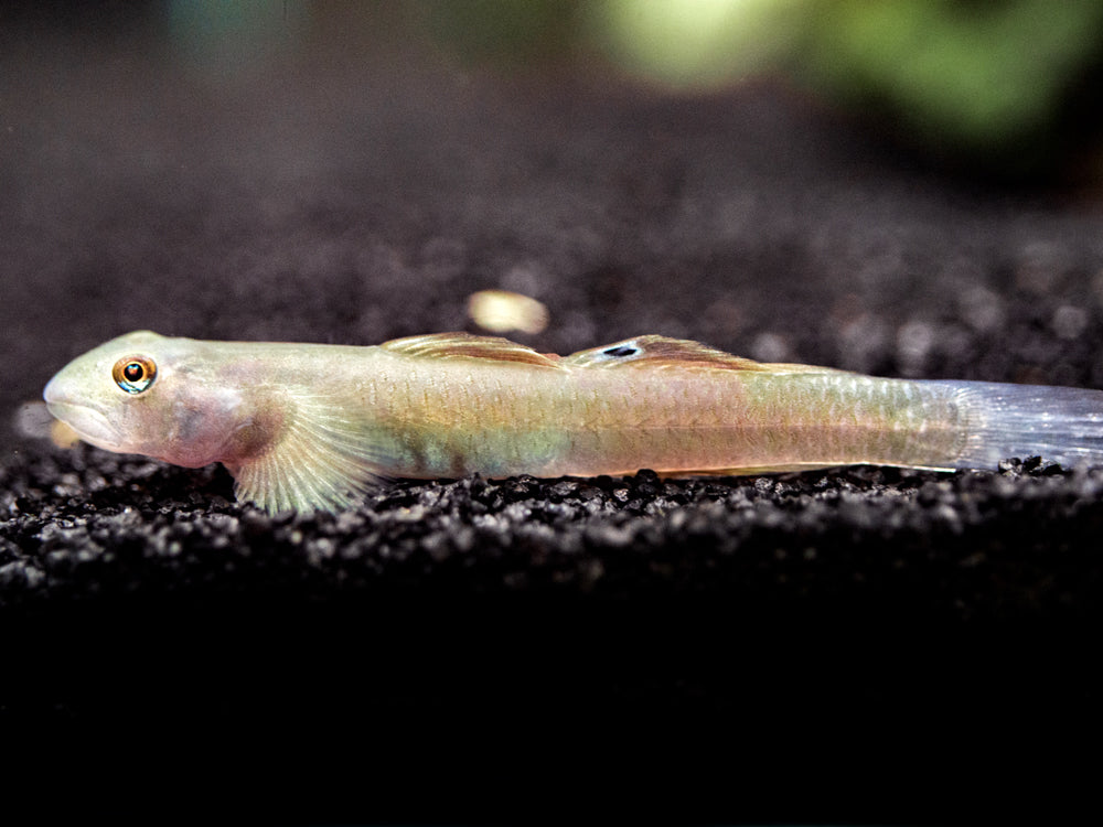 Blue Belly Red Goby (Lentipes ikeae)