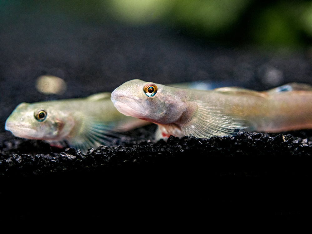 Blue Belly Red Goby (Lentipes ikeae)