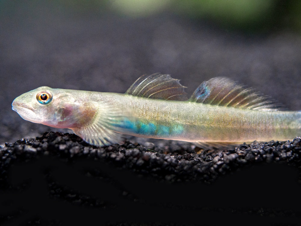 Blue Belly Red Goby (Lentipes ikeae)