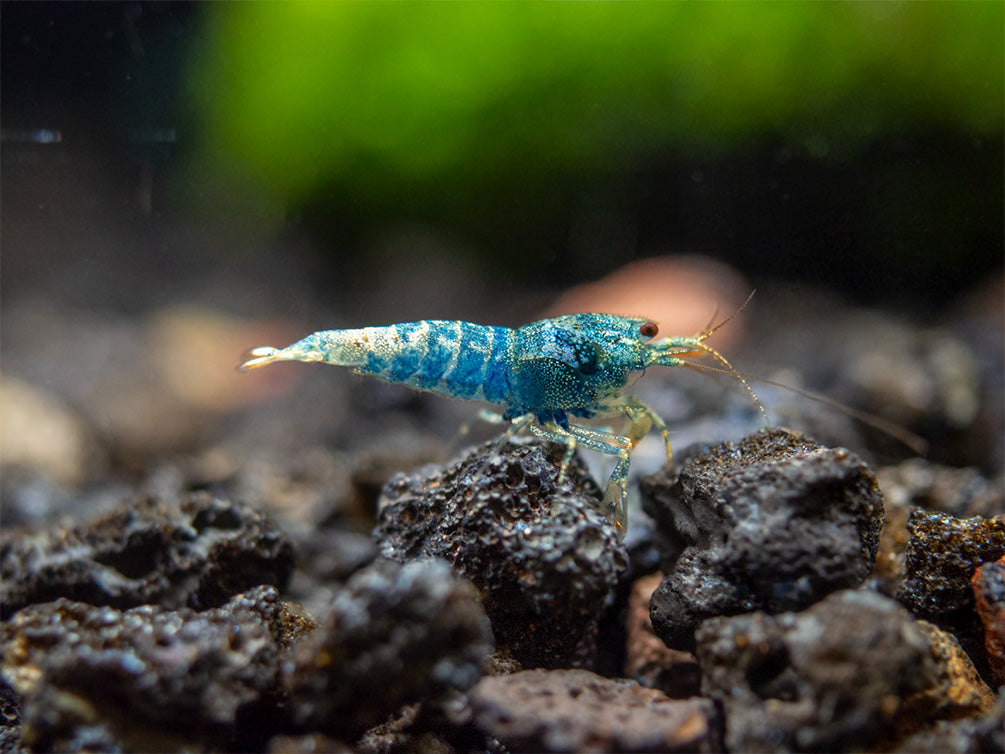 Blue Bolt Shrimp (Caridina cantonensis var. “Blue Bolt”), A-S Grade, Tank-Bred