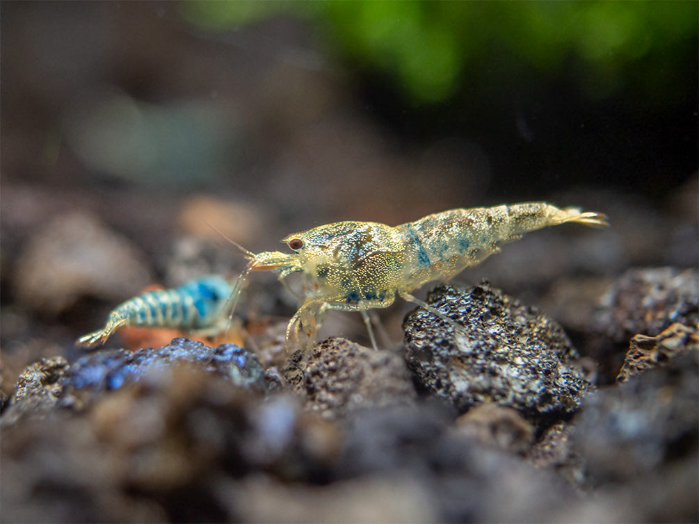 Blue Bolt Shrimp (Caridina cantonensis var. “Blue Bolt”), A-S Grade, Tank-Bred