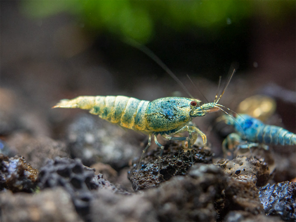 Blue Bolt Shrimp (Caridina cantonensis var. “Blue Bolt”), A-S Grade, Tank-Bred