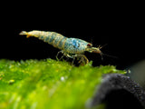 Blue Bolt Shrimp (Caridina cantonensis var. “Blue Bolt”), A-S Grade, Tank-Bred