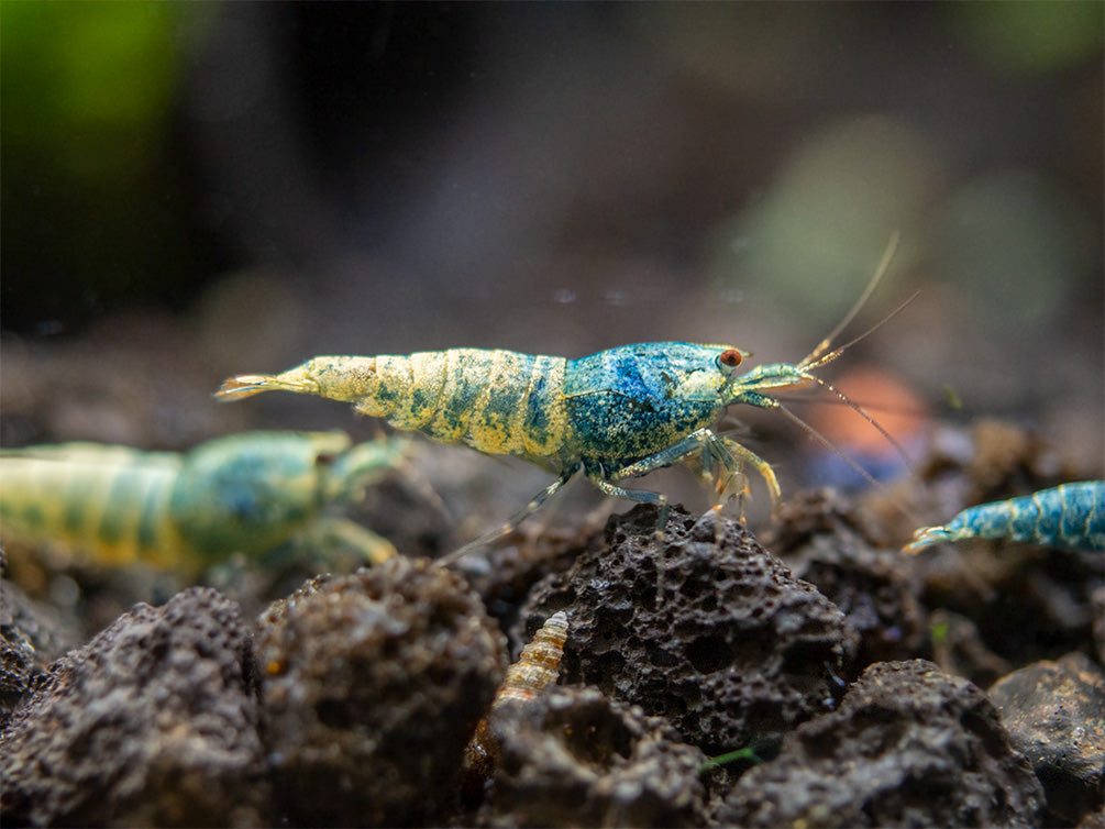 Blue Bolt Shrimp (Caridina cantonensis var. “Blue Bolt”), A-S Grade, Tank-Bred