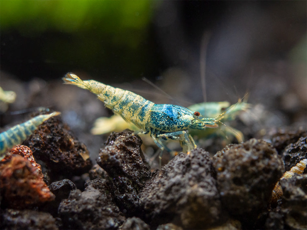 Blue Bolt Shrimp (Caridina cantonensis var. “Blue Bolt”), A-S Grade, Tank-Bred