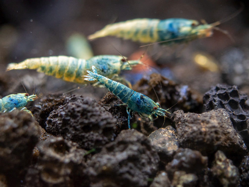 Blue Bolt Shrimp (Caridina cantonensis var. “Blue Bolt”), A-S Grade, Tank-Bred