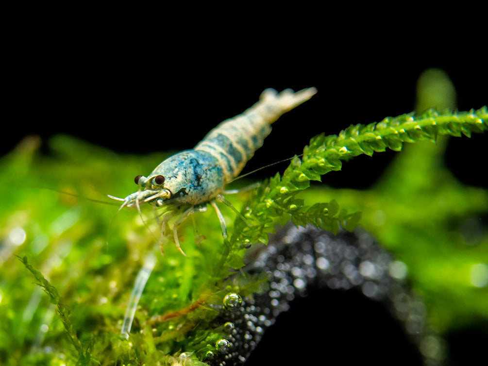 Blue Bolt Shrimp (Caridina cantonensis var. “Blue Bolt”), A-S Grade, Tank-Bred