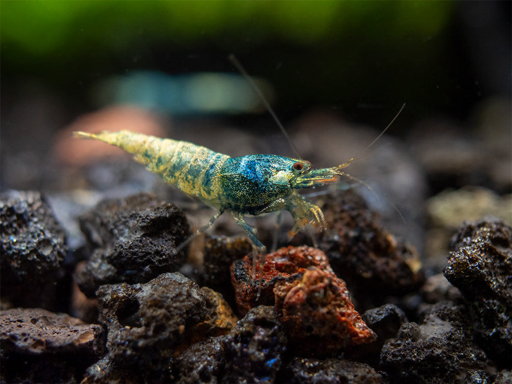 Blue Bolt Shrimp (Caridina cantonensis var. “Blue Bolt”), A-S Grade, Tank-Bred