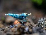 Blue Bolt Shrimp (Caridina cantonensis var. “Blue Bolt”), A-S Grade, Tank-Bred