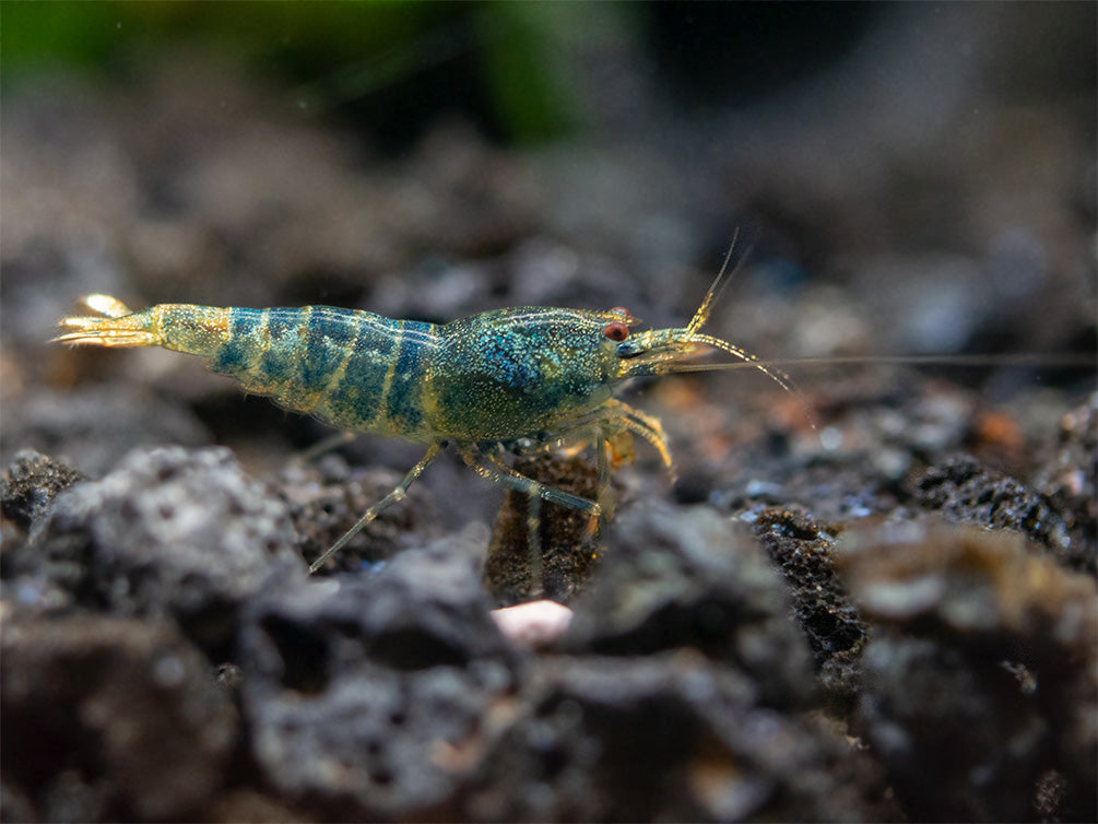 Blue Bolt Shrimp (Caridina cantonensis var. “Blue Bolt”), A-S Grade, Tank-Bred