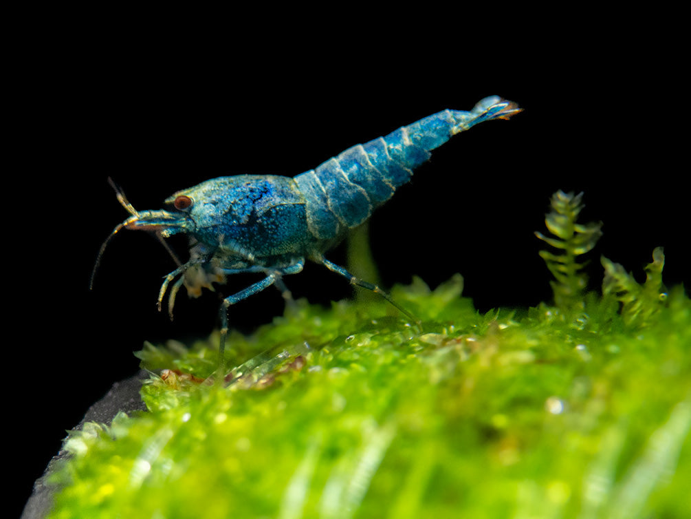 Blue Bolt Shrimp (Caridina cantonensis var. “Blue Bolt”), A-S Grade, Tank-Bred