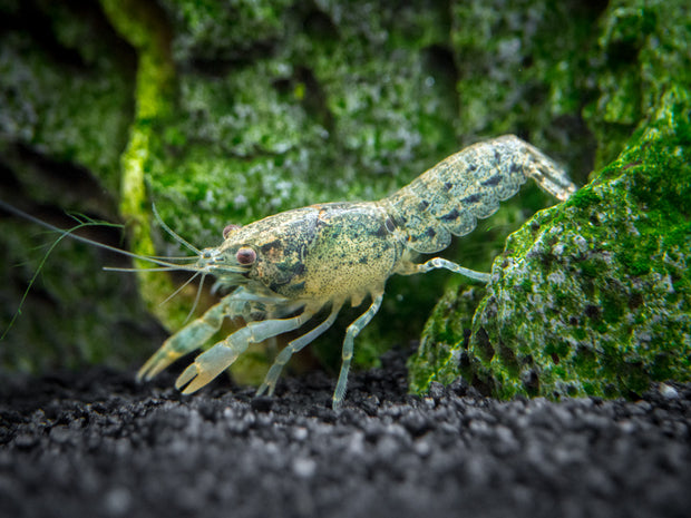 Blue Brazos Dwarf Mexican Crayfish/Mini Lobster (Cambarellus texanus "Blue"), Tank-Bred!