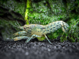 Blue Brazos Dwarf Mexican Crayfish/Mini Lobster (Cambarellus texanus 