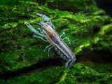 Blue Brazos Dwarf Mexican Crayfish/Mini Lobster (Cambarellus texanus 
