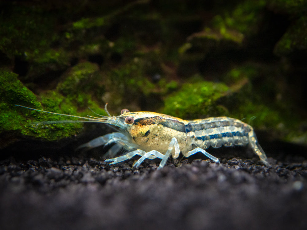 Blue Cajun Dwarf Crayfish/Mini Lobster (Cambarellus shufeldtii "Blue"), Tank-Bred!